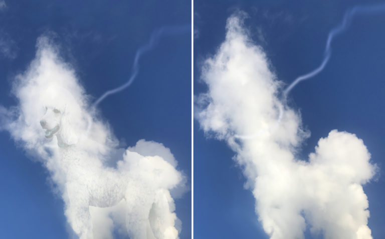 Read more about the article Cloud Dog
